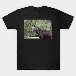 Mustang T-Shirt